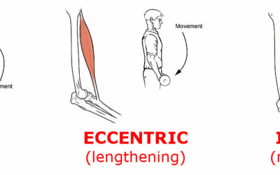 Eccentric and Concentric